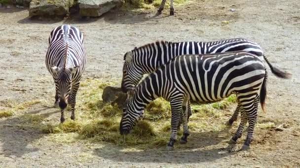 Zebras Walk Nature Zoo Ireland — Stockvideo