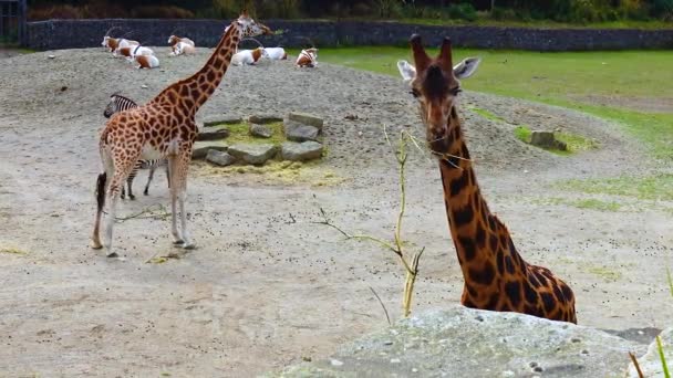 Жирафи Ходять Зоопарку Ірландії — стокове відео