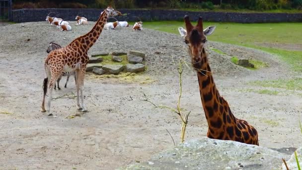 Giraffes Walk Zoo Ireland — Wideo stockowe