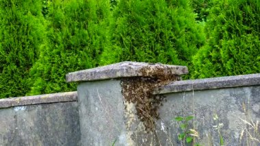 bees swarm on a stone fence near the house