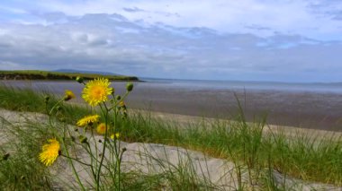 ocean view tide seaweed ireland