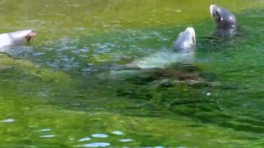 Sea cat Arctocephalinae in the pool at the zoo Ireland