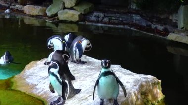 Penguins swim in the pool at the zoo