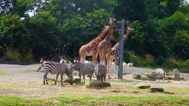 Giraffes walk around the zoo in Ireland