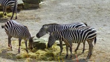 Zebras walk in nature at the zoo Ireland