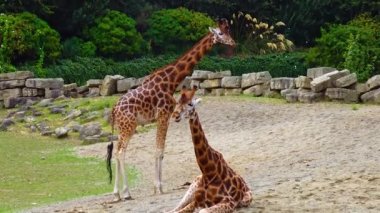 Giraffes walk around the zoo in Ireland