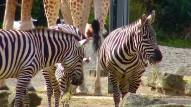 Zebras walk in nature at the zoo Ireland