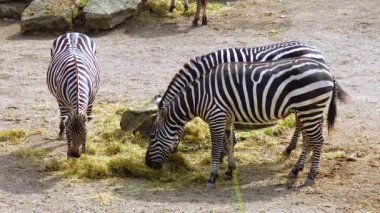 Zebras walk in nature at the zoo Ireland