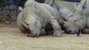 Rhinos lie on the ground sleeping, zoo