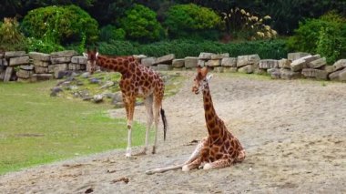 Giraffes walk around the zoo in Ireland