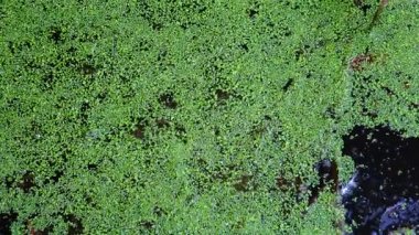 Lake with green plants and duckweed