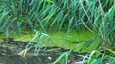 Lake with green plants and duckweed