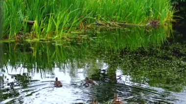 Lake with green plants and duckweed