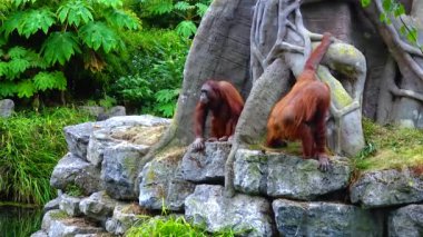 Arangutan eating an orange at the zoo Ireland