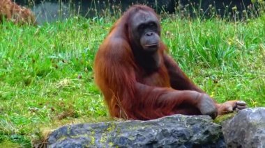 Arangutan eating an orange at the zoo Ireland