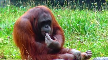 Arangutan eating an orange at the zoo Ireland