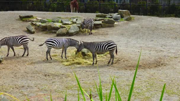 Zebras Walk Nature Zoo Ireland — Video Stock
