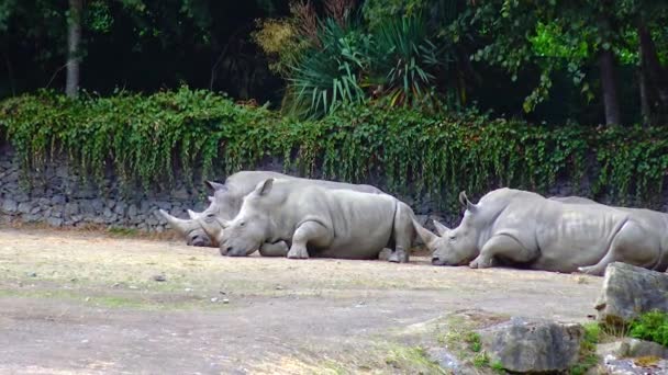 Rhinos Lie Ground Sleeping Zoo — Stok video