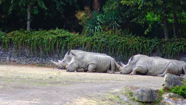 Rhinos Lie Ground Sleeping Zoo — Stock Video