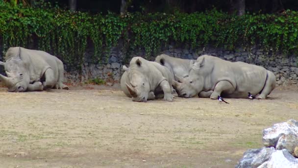 Носороги Лежат Земле Спят Зоопарк — стоковое видео