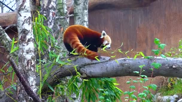 Red Panda Sitting Branch Zoo Ireland — Video Stock