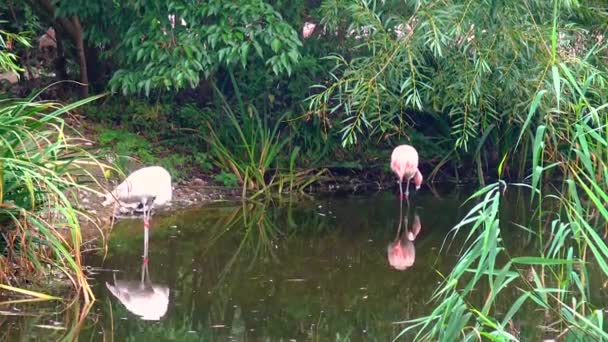 Pink Flamingo Zoo Lake Ireland — Stockvideo