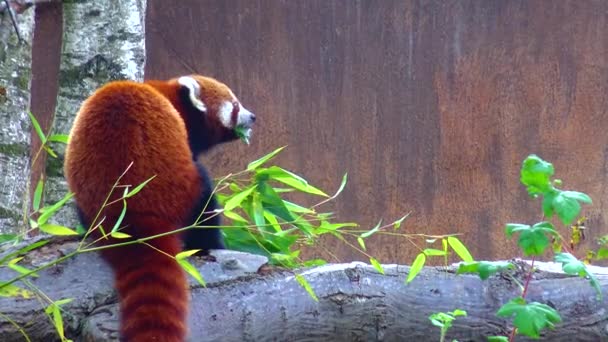 Червона Панда Сидить Гілляному Зоопарку — стокове відео