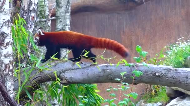 Червона Панда Сидить Гілляному Зоопарку — стокове відео