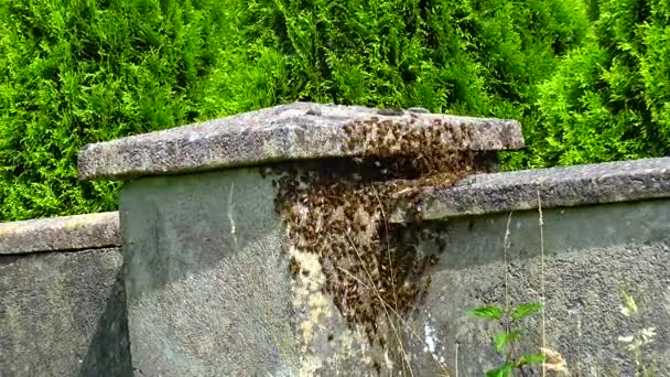 Bees Swarm Stone Fence House — Stock Video