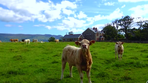 Коровы Поле Ирландии Пасутся Фоне Гор — стоковое видео