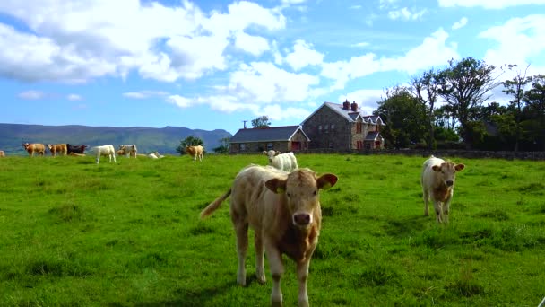 Cows Field Ireland Graze Backdrop Mountains — Αρχείο Βίντεο