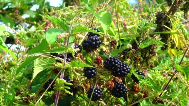 Blackberry Bush Grows Field Ireland — Vídeo de Stock