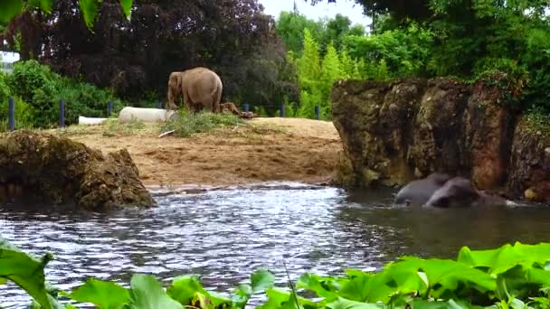 動物園の人工湖で象の入浴 — ストック動画