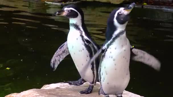 Penguins Swim Pool Zoo — Stockvideo