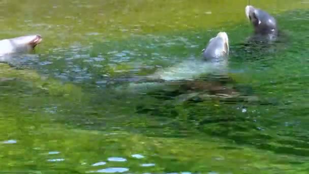 Sea Cat Arctocephalinae Pool Zoo Ireland — Stok video