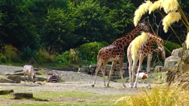 Giraffes Walk Zoo Ireland — Stok video