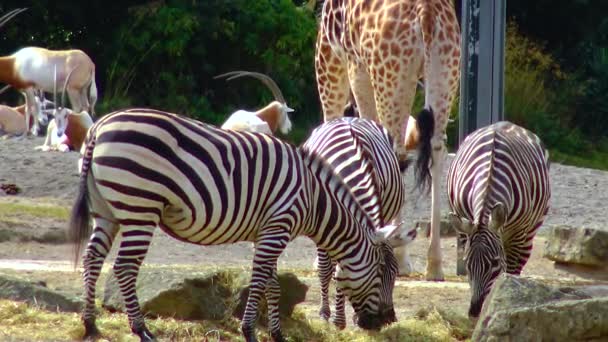 Zebras Walk Nature Zoo Ireland — Stok video