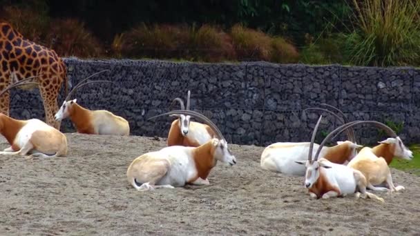 Oryx Gazella Zoo Lies Sun — 图库视频影像