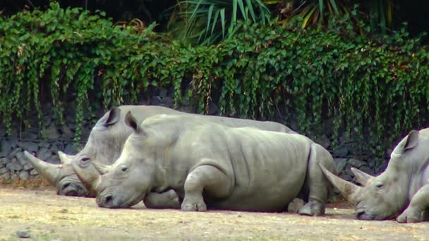 Rhinos Lie Ground Sleeping Zoo — Stok video