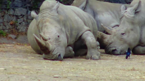 Носороги Лежат Земле Спят Зоопарк — стоковое видео