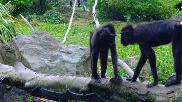 動物園に赤ちゃんを持つ黒いチンパンジーは 枝のボノボのビューに座っています — ストック動画
