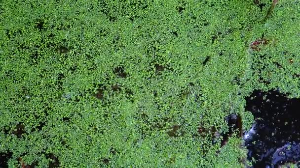 Lake Green Plants Duckweed — Video