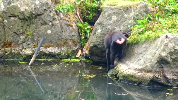 動物園に赤ちゃんを持つ黒いチンパンジーは 枝のボノボのビューに座っています — ストック動画