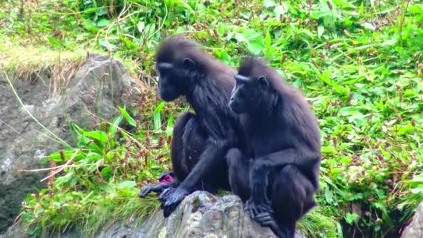 Black Chimpanzee Cub Zoo Sits Branch Bonobo View — 图库视频影像