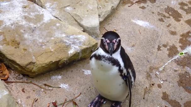 Penguins Swim Pool Zoo — Vídeos de Stock