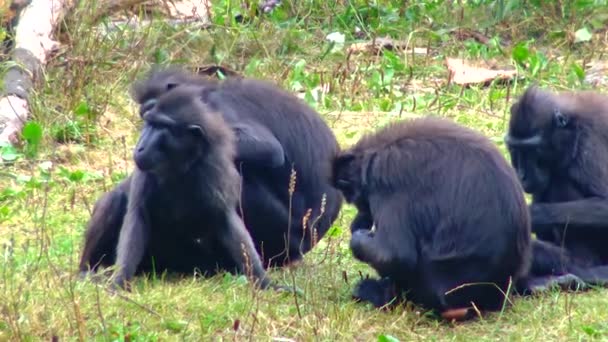 Black Chimpanzee Cub Zoo Sits Branch Bonobo View — Stock Video