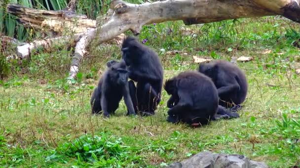 Чорний Шимпанзе Дитиною Зоопарку Сидить Гілці Бонобо Дивитися — стокове відео