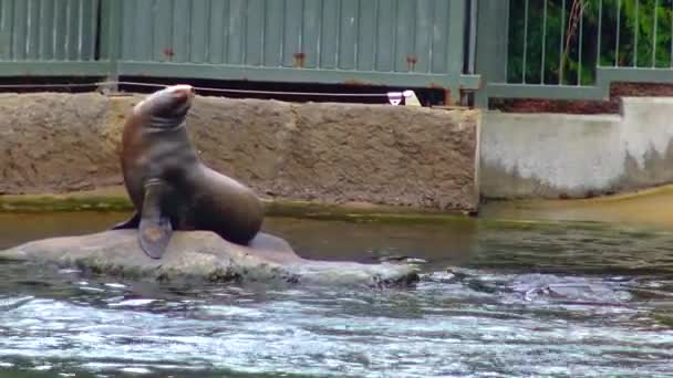 Sea Cat Arctocephalinae Pool Zoo Ireland — Stockvideo