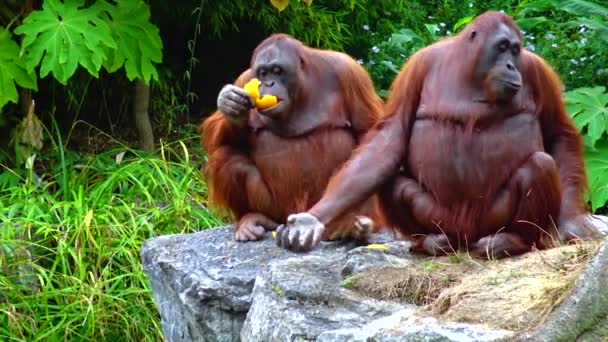 Arangutan Eating Orange Zoo Ireland — 图库视频影像