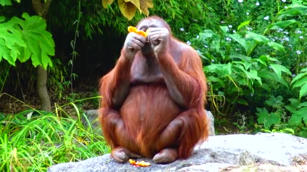 オランウータンが動物園でオレンジを食べるアイルランド — ストック動画